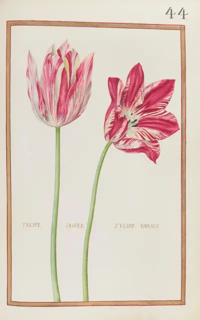 Tulipe jaspee ; tulipe variee av Daniel Rabel