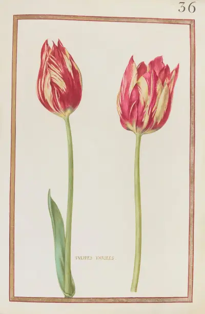 Tulipes variées av Daniel Rabel