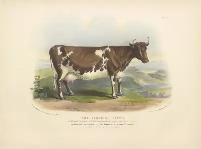 The Ayrshire Breed av David Low