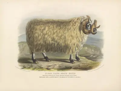 The Black-Faced Heath Breed av David Low