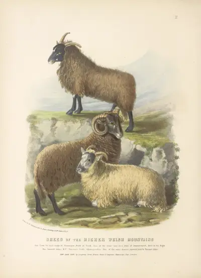 The Breed of the Higher Welsh Mountains av David Low