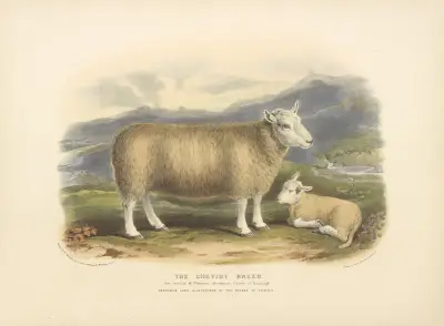 The Cheviot Breed av David Low