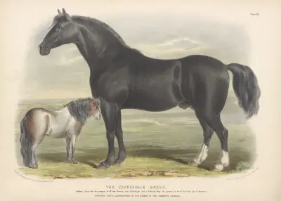The Clydesdale Breed av David Low