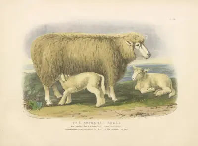 The Cotswold Breed av David Low