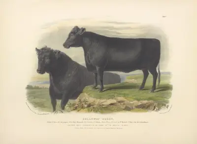 The Galloway Breed av David Low