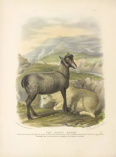 The Kerry Breed av David Low