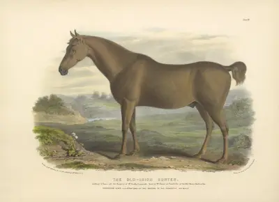The Old-Irish Hunter av David Low