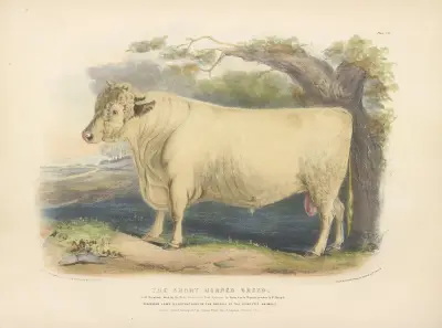 The Short-Horned Breed av David Low