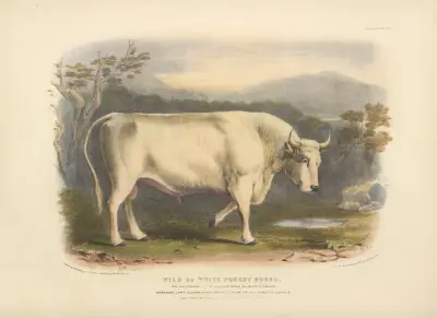 The Wild or White Forest Breed, 1842 – nr 2 av David Low