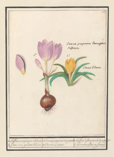 1. Corcus purpereus variegatus 2. Corcus Lutens., Anselmus Boëtius de Boodt
