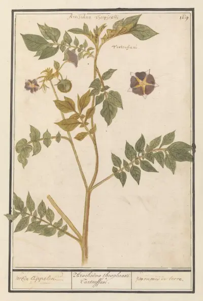 Brambory (Solanum tuberosum) zemská jablka, Anselmus Boëtius de Boodt
