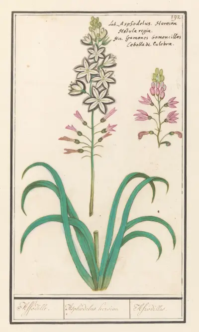Affodil (Asphodelus) Affodille. Asphodelius heroion Afrodilles., Anselmus Boëtius de Boodt