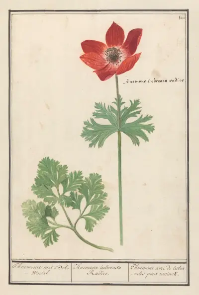 Anemon, Anselmus Boëtius de Boodt