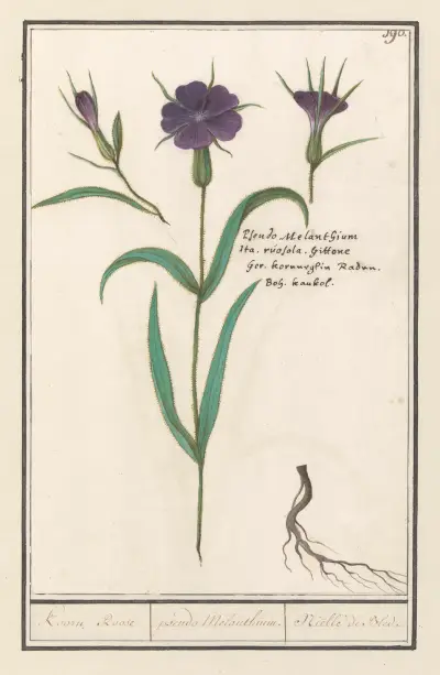 Koukol (Agrostemma githago), Anselmus Boëtius de Boodt
