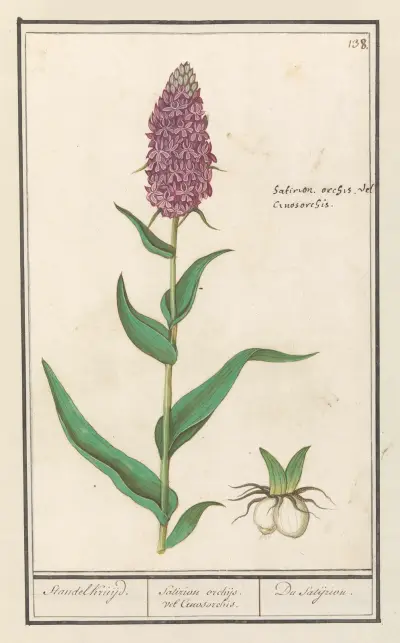 Širokolistá orchidej (Dactylorhiza majalis), Anselmus Boëtius de Boodt