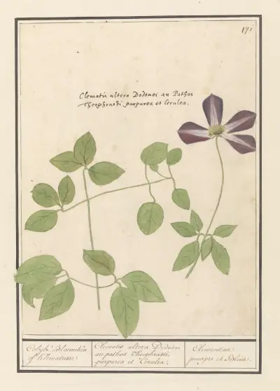 Klematis (Clematis) Colyk Bloemeken of Klematusse, Anselmus Boëtius de Boodt