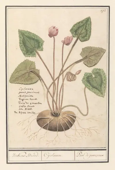 Brambořík (Cyclamen. Verkens Brood. Cijclamen. Pain de pourceaux), Anselmus Boëtius de Boodt