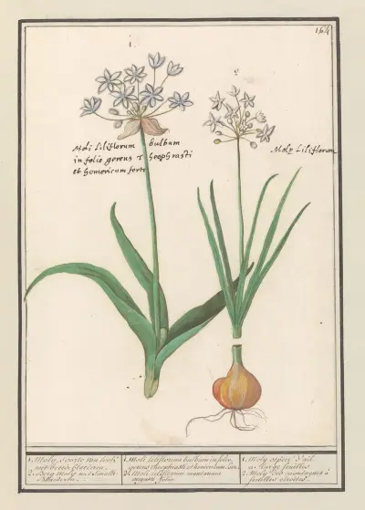Czosnek niedźwiedzi (Allium ursinum), Anselmus Boëtius de Boodt