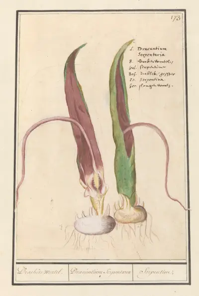 Drakenört (Dracunculus vulgaris), Anselmus Boëtius de Boodt