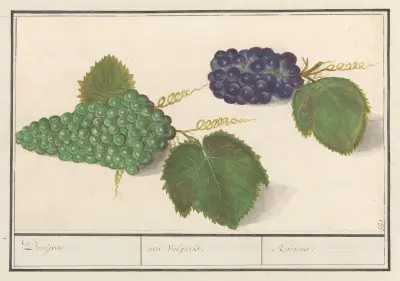 Winorośl (Vitis vinifera) – winogrona, Anselmus Boëtius de Boodt