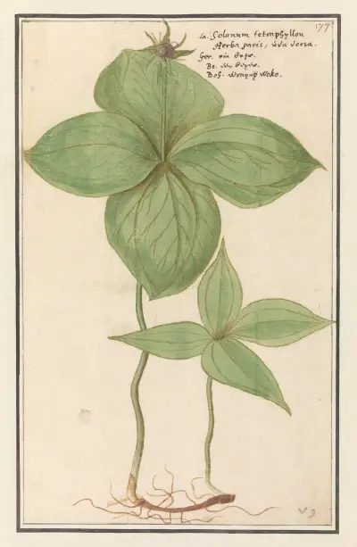 Vraní oko čtyřlisté (Paris quadrifolia), Anselmus Boëtius de Boodt