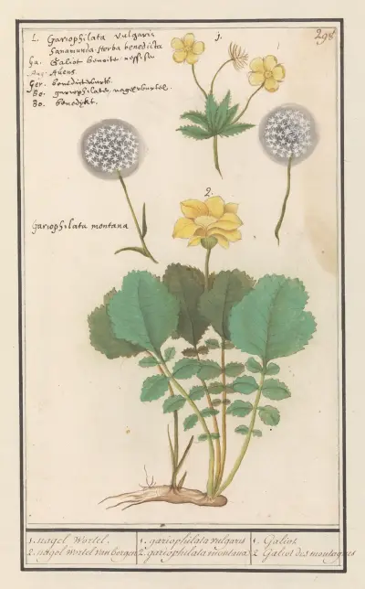 Kuklík městský (Geum urbanum) a kuklík horský (Geum montanum), Anselmus Boëtius de Boodt