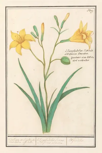 Žlutá lilie (Lilium), Anselmus Boëtius de Boodt