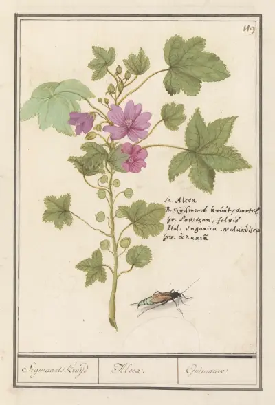 Velký sléz (Malva sylvestris), Anselmus Boëtius de Boodt