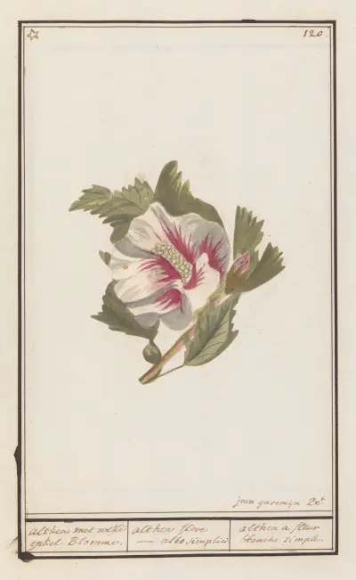 Ibišek (Hibiscus syriacus), Anselmus Boëtius de Boodt