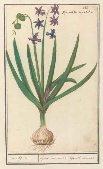 Hyacint (Hyacinthus orientalis), Anselmus Boëtius de Boodt