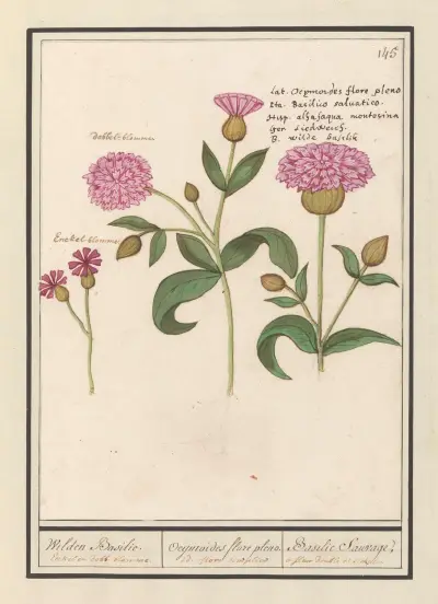 Bniec czerwony (Silene dioica), Anselmus Boëtius de Boodt