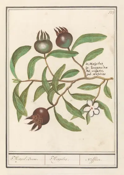 Nieszpułka (Mespilus germanica), Anselmus Boëtius de Boodt