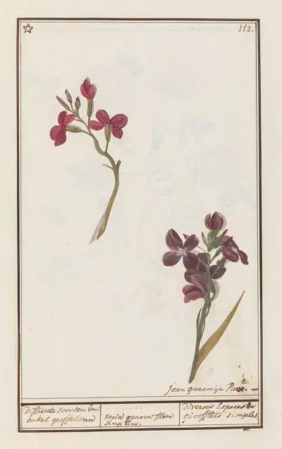 Muurbloem (Erysimum cheiri) různé druhy jednoduchých chejrů, Anselmus Boëtius de Boodt