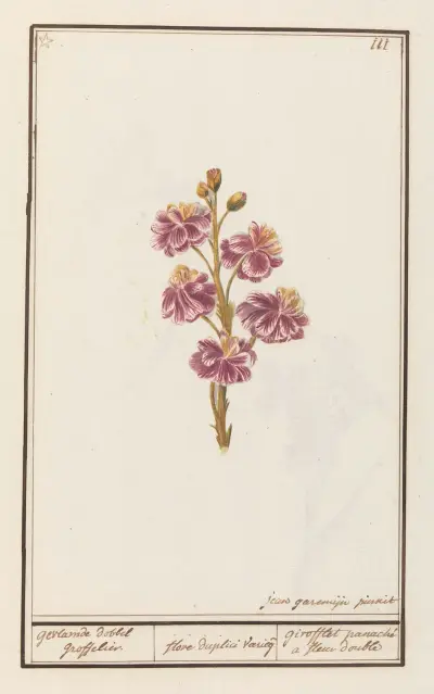 Chejr (Erysimum cheiri), strakatý plný zahradní chejr, Anselmus Boëtius de Boodt