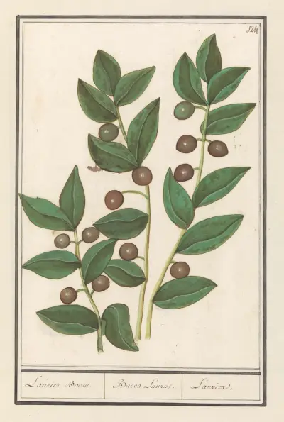 Olivovník (Olea europaea) a vavřín. Bacca Laurus. Laurier, Anselmus Boëtius de Boodt