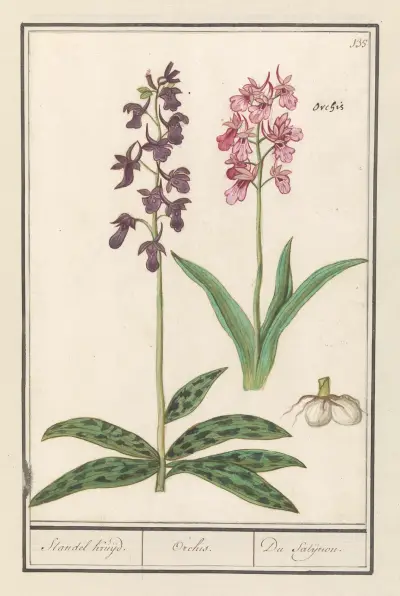 Orchidee (Orchidaceae) Standel Kruijd. Orchis. Du Satijrion., Anselmus Boëtius de Boodt