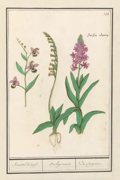 Orchideje (Orchidaceae), Anselmus Boëtius de Boodt