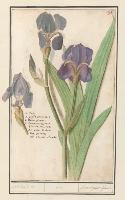 Paarse iris (Iris germanica) Stinkende lis. iris. Glaijeul puant. flambe. av Anselmus Boëtius de Boodt