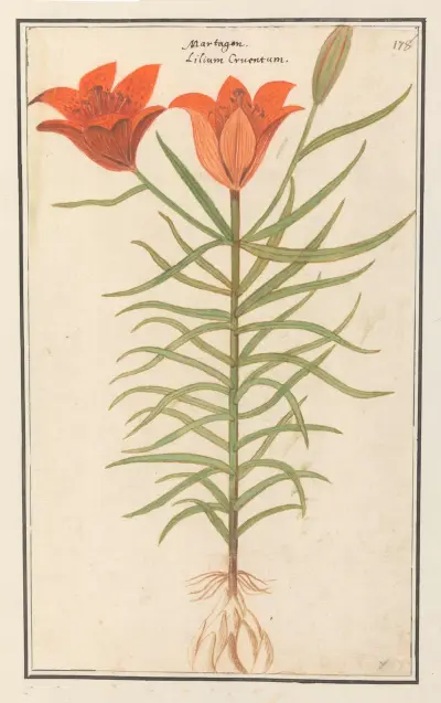 Červená lilie (Martagon), Anselmus Boëtius de Boodt