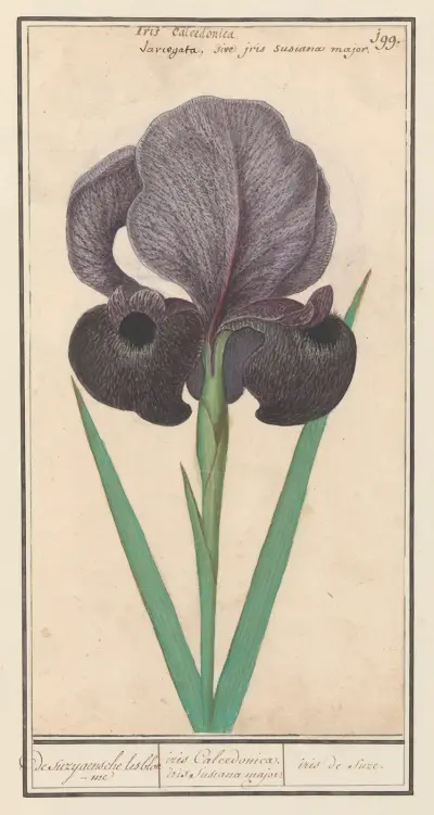 Smuteční kosatec (Iris susiana) de suzyaensche lisbloeme iris Calcedonica. iris Susiana major. iris de suze., Anselmus Boëtius de Boodt