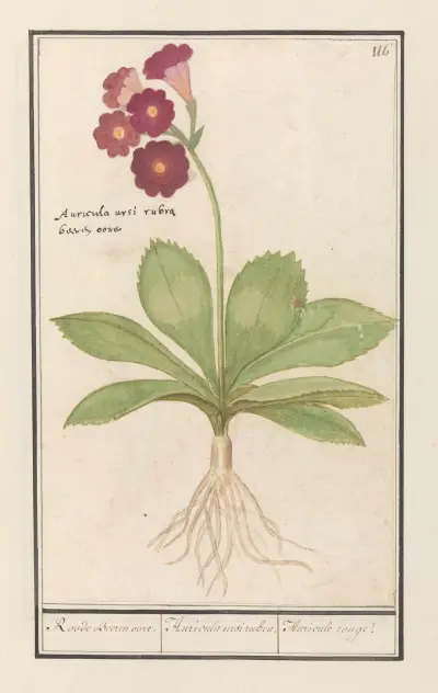 Petrklíč (Primula) červené bobule auricula, Anselmus Boëtius de Boodt