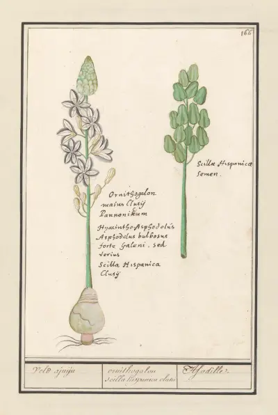 Španělská hyacint (Scilla), Anselmus Boëtius de Boodt