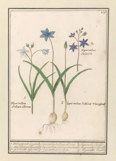 Cebulica (Scilla), Anselmus Boëtius de Boodt