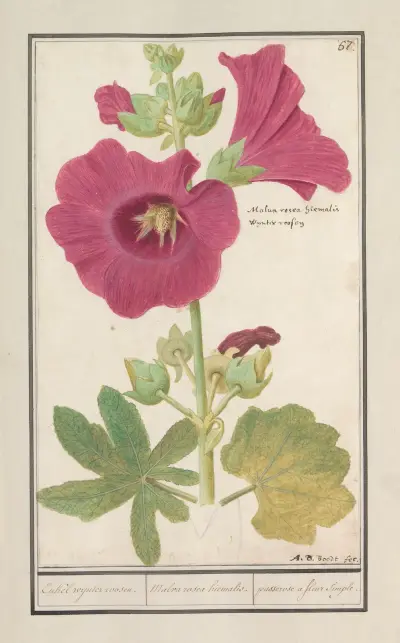 Sléz růžový (Alcea rosea) Jednoduchá zimní růže, Anselmus Boëtius de Boodt