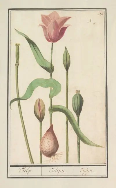 Tulipán (Tulipa), Anselmus Boëtius de Boodt