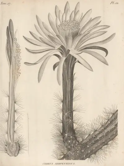 Cereus serpentinus, Augustin Pyramus de Candolle