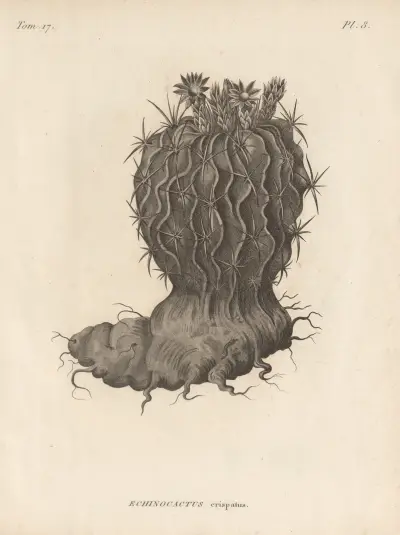 Echinocactus crispatus, Augustin Pyramus de Candolle