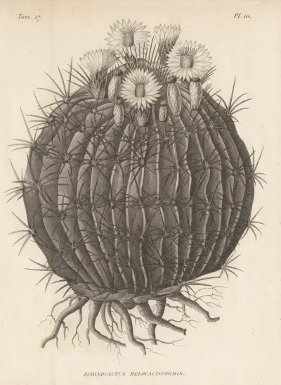 Echinocactus melocactiformis, Augustin Pyramus de Candolle