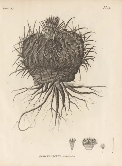 Echinocactus obvallatus, Augustin Pyramus de Candolle