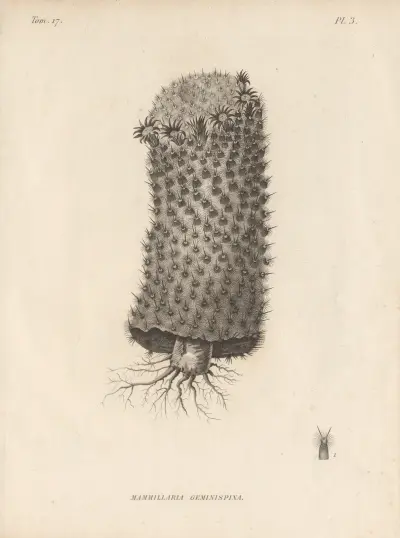 Mammillaria geminispina, Augustin Pyramus de Candolle